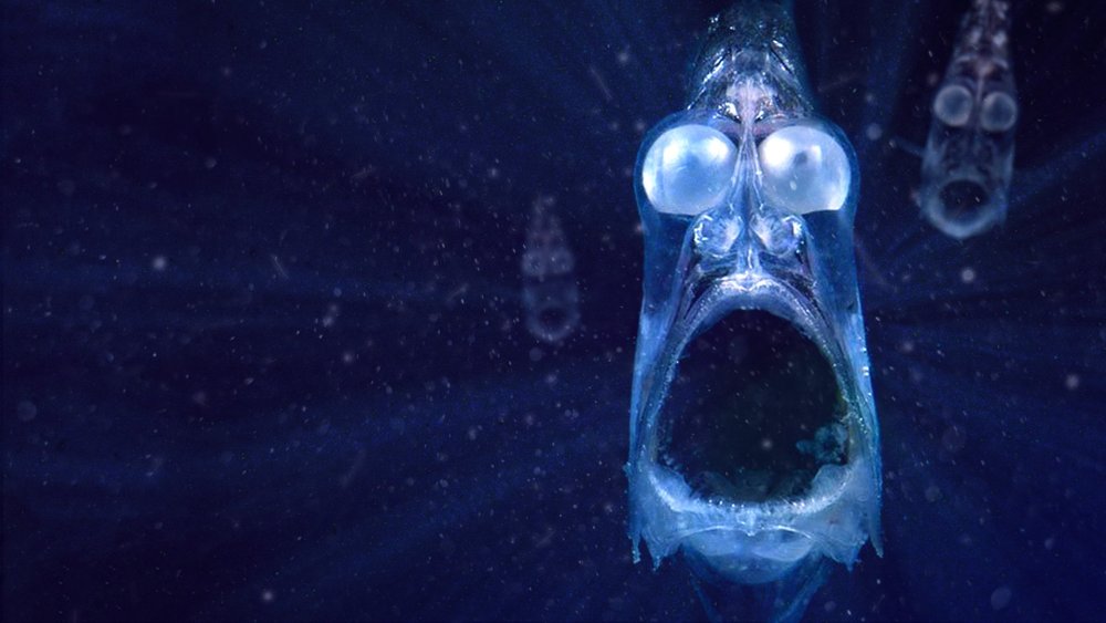 Биолюминесценция гидробионтов