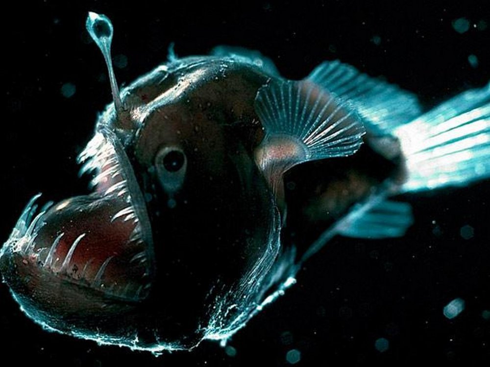 Океаны. Глубина