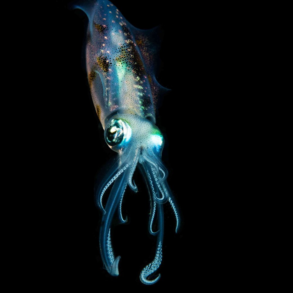 Медуза в воде