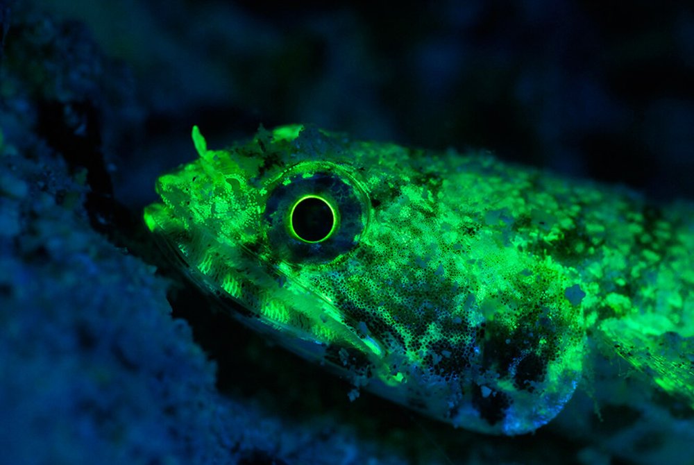 Рыба удильщик люминесценция