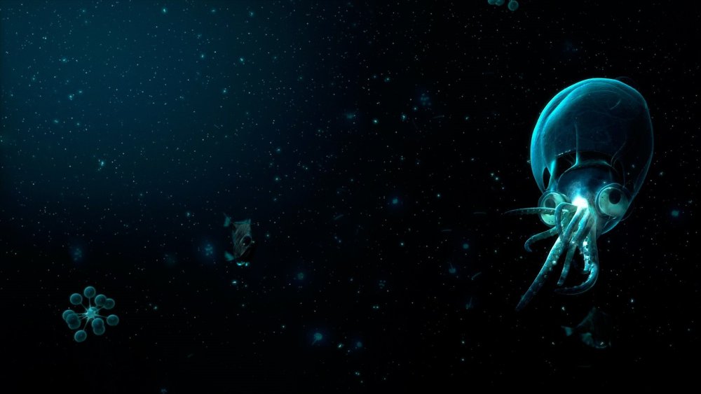 Морской черт удильщик