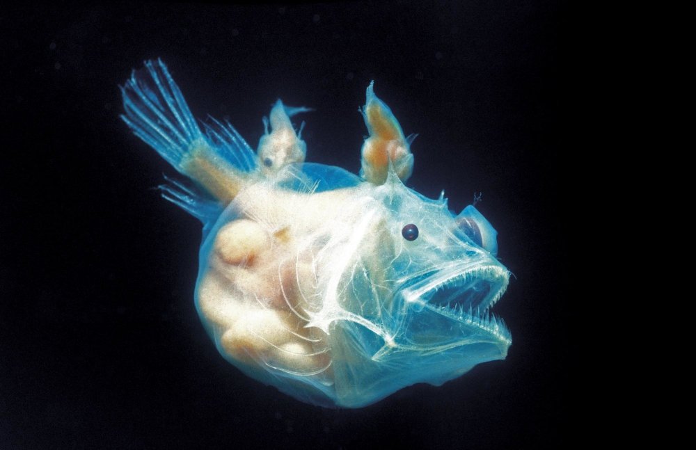 Глубоководный удильщик