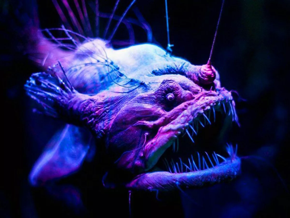 Европейский удильщик морской чёрт