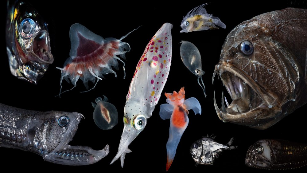 Рыба черт биолюминесценция