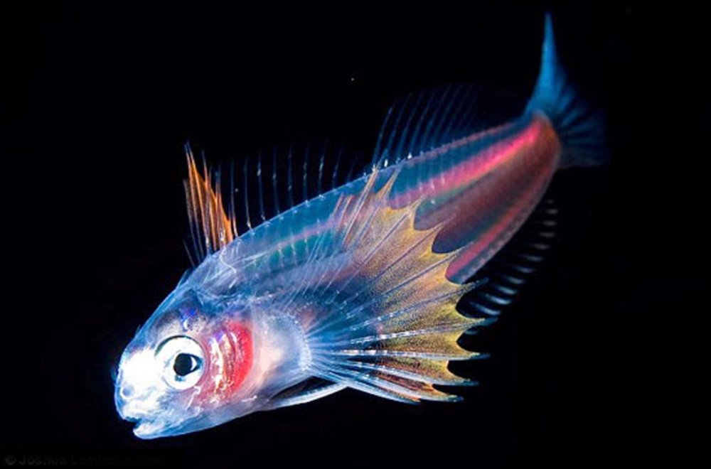 Светящаяся рыба