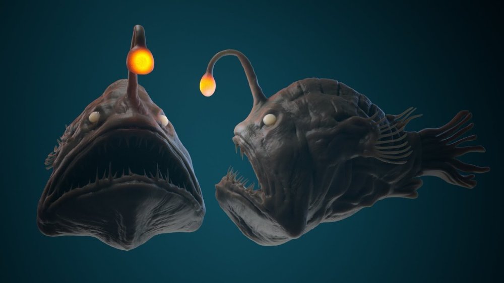 20. Глубоководные удильщики