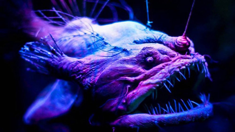 Марианская впадина 2022