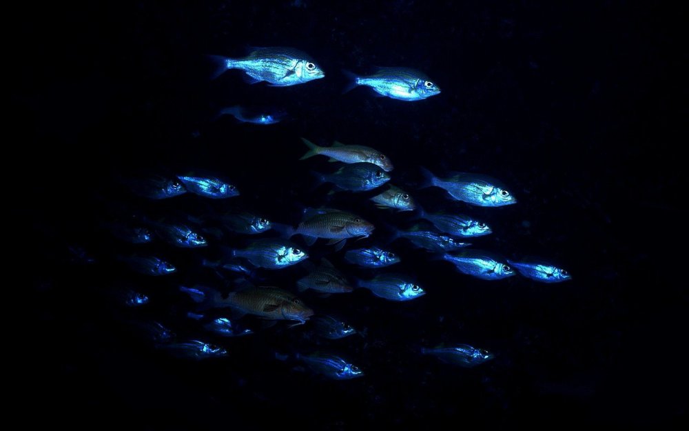 Косяк рыб
