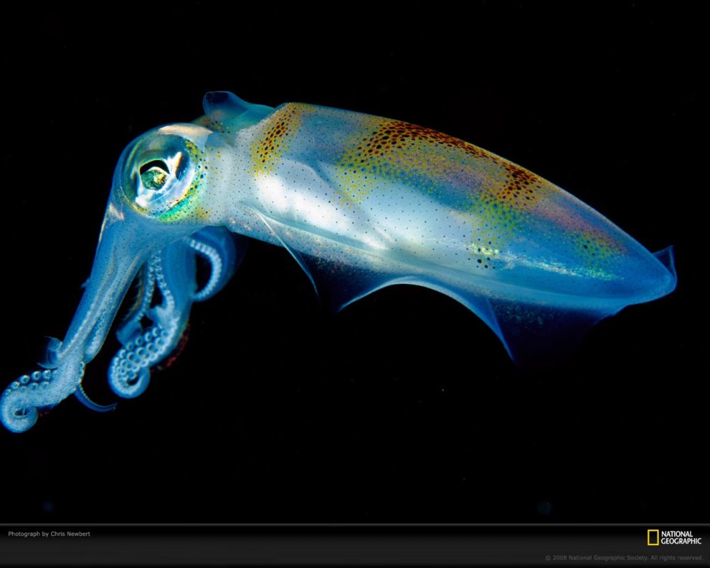 Рыба удильщик глубина обитания