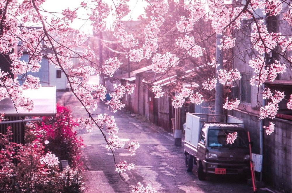 Япония Токио улицы Сакура