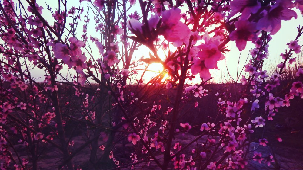 Весна Эстетика