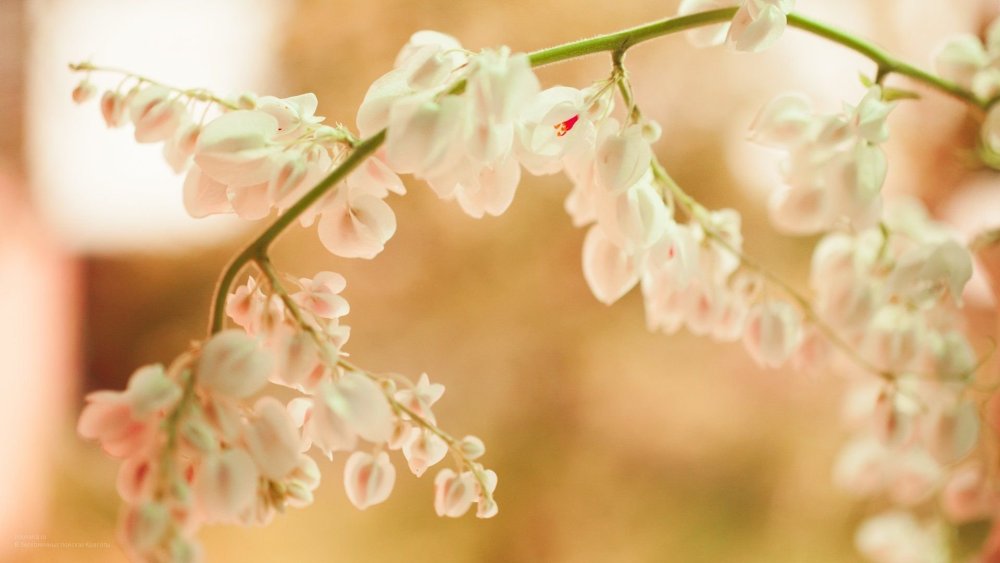 Магнолия Эстетика