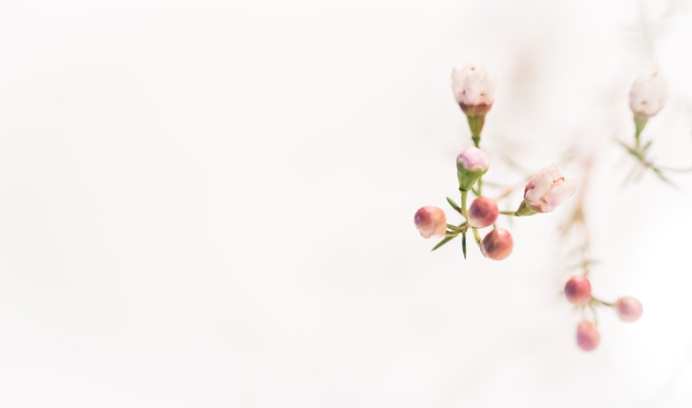 Цветы Минимализм