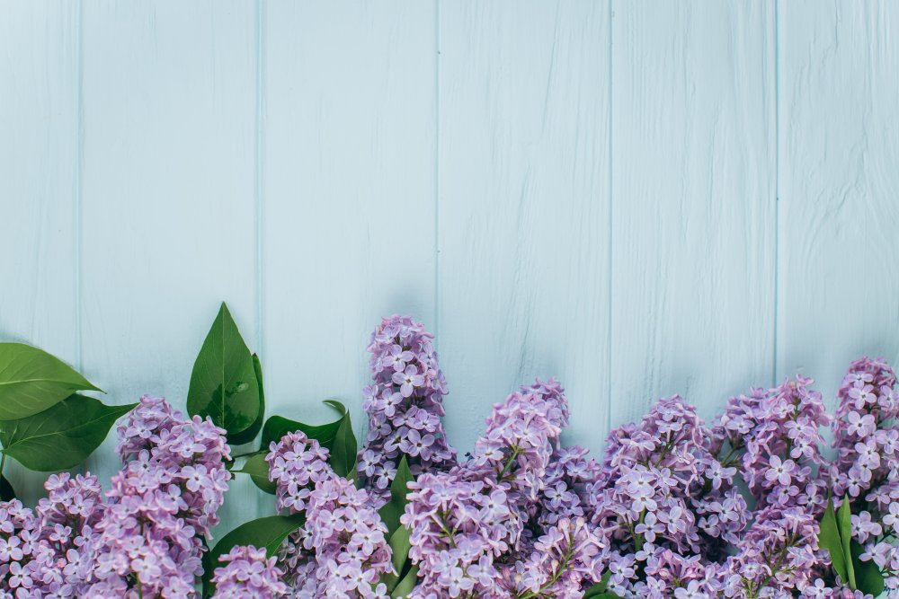 Нежные картинки на рабочий стол