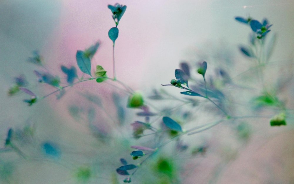 Флэт Лэй цветы