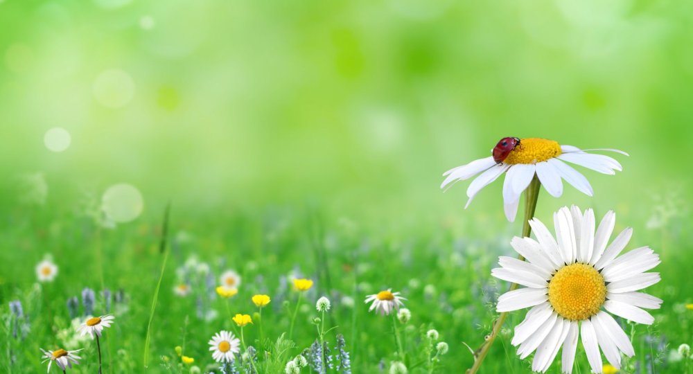 Фон ромашки