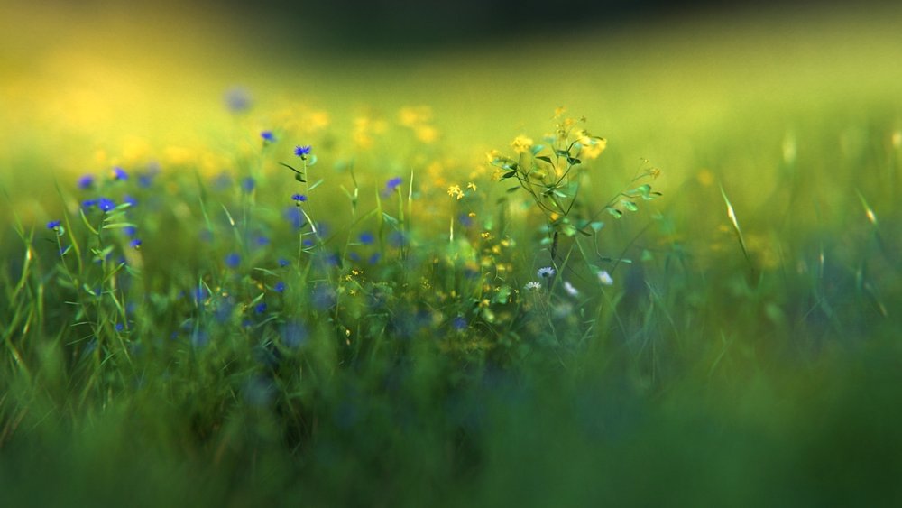 Размытый фон Луга