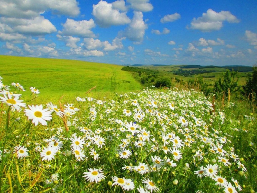 Ромашковое поле Наро-Фоминск