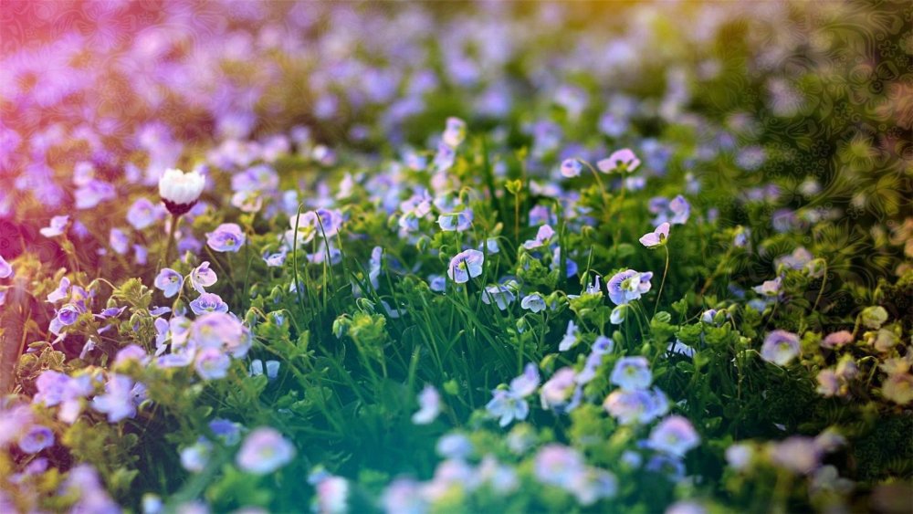 Обои на рабочий стол лето июнь