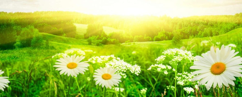 Ромашки панорама