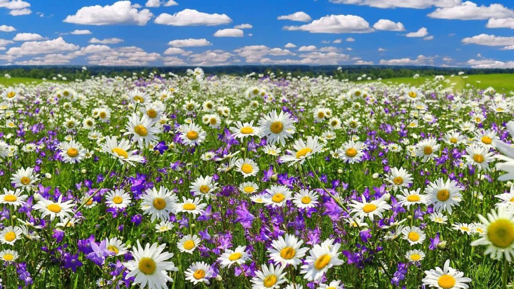 Ромашки и васильки