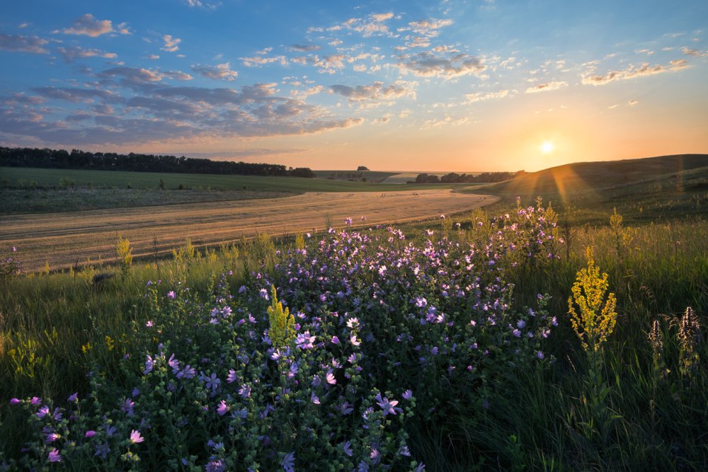 Знойное лето