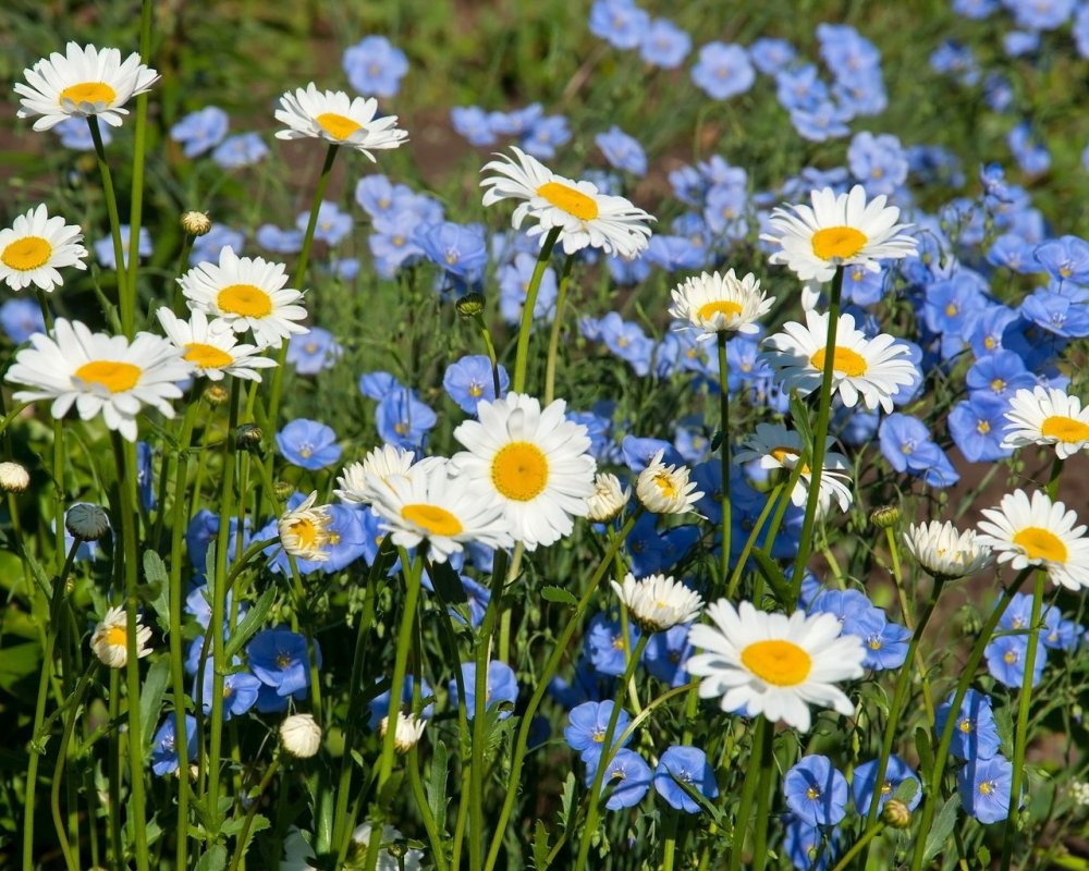 Полевые цветы