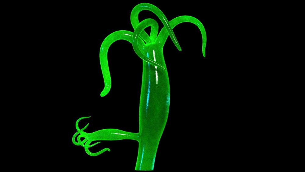 Гидра бурая