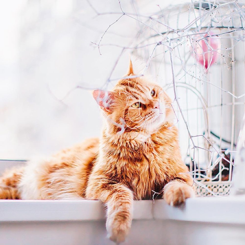 Котик на фоне солнца