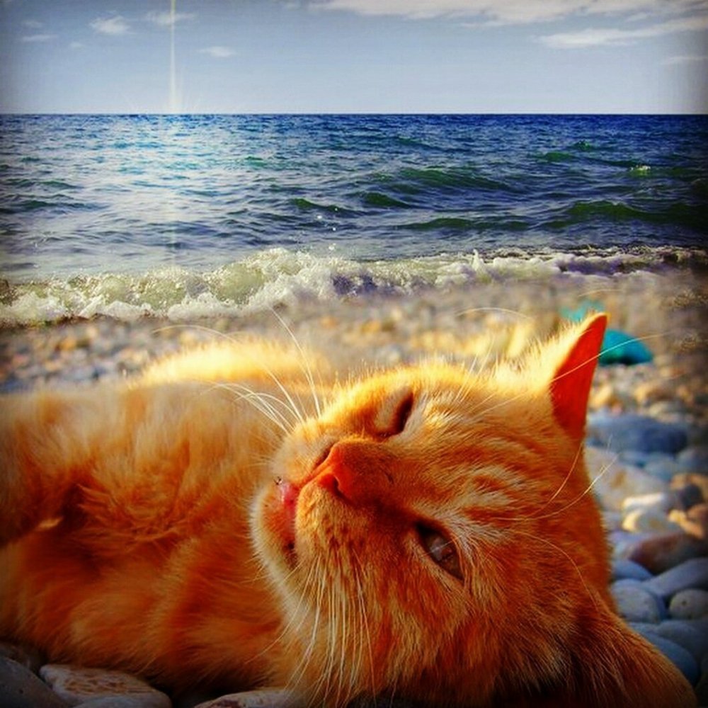 Котик на солнце