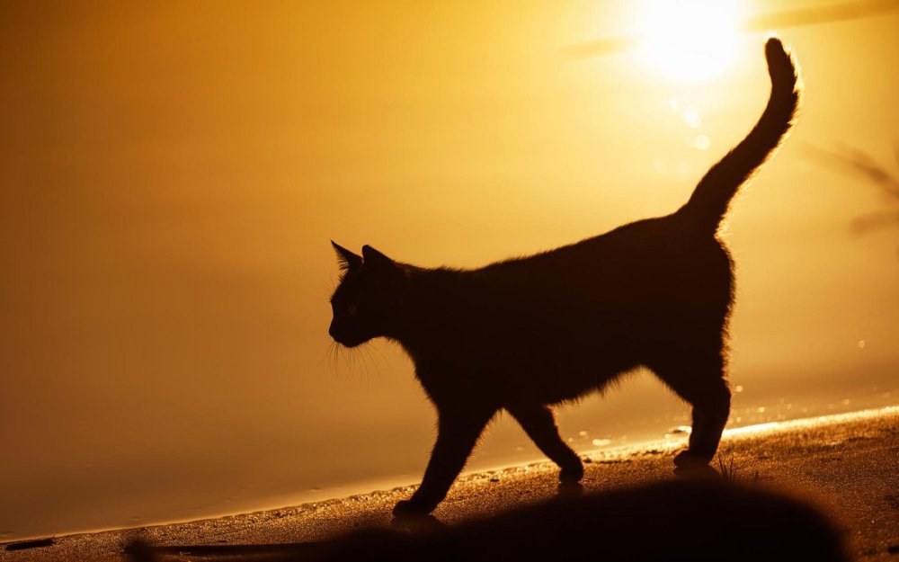 Весенний кот