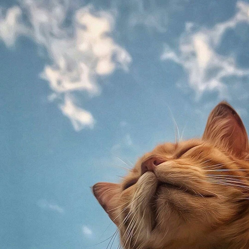 Кот на солнышке