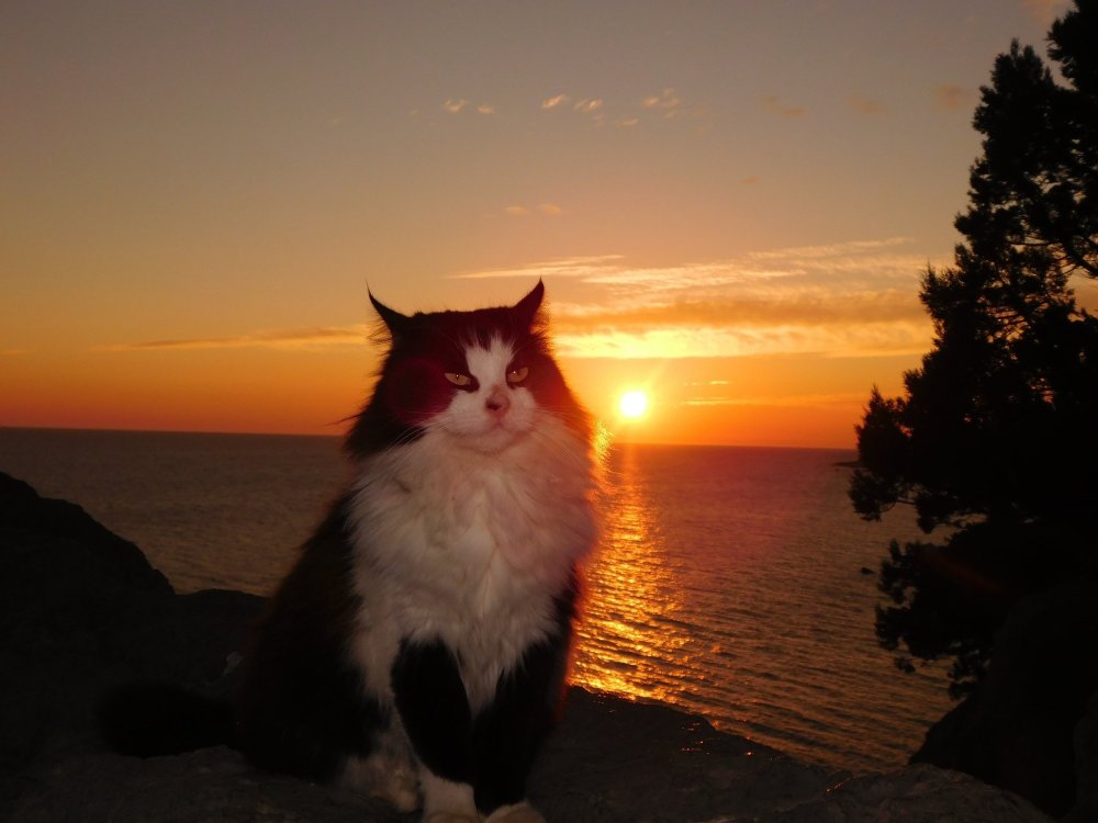 Рыжий кот на заборе