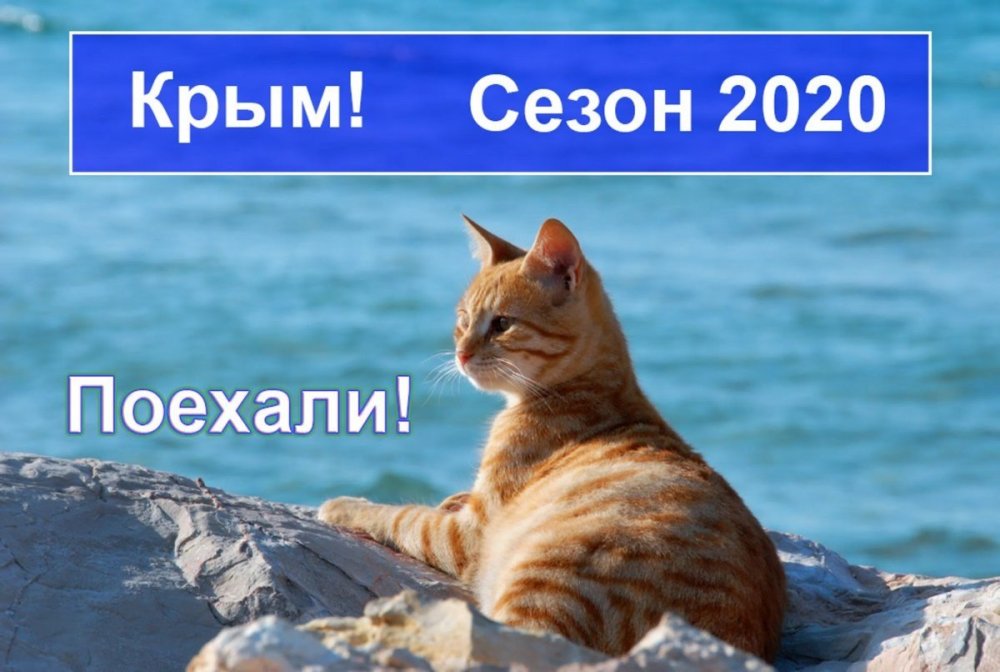 Кошка на море