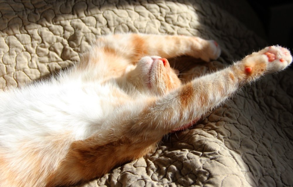 Милые котики Эстетика