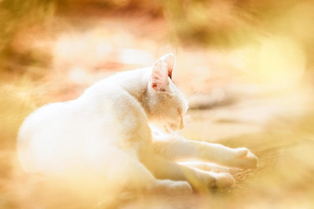 Кот в солнечных лучах