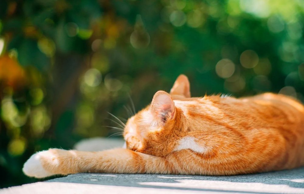 Котенок в гамаке