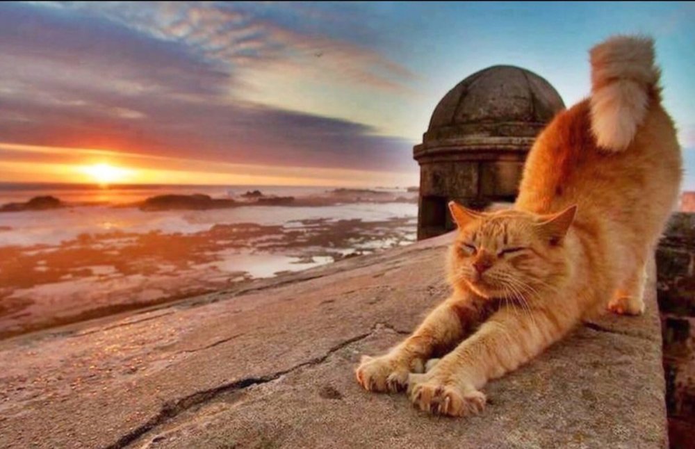 Смешные фоны для твиттера