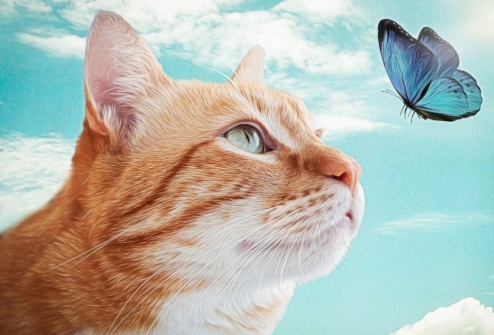 Обои на рабочий стол коты