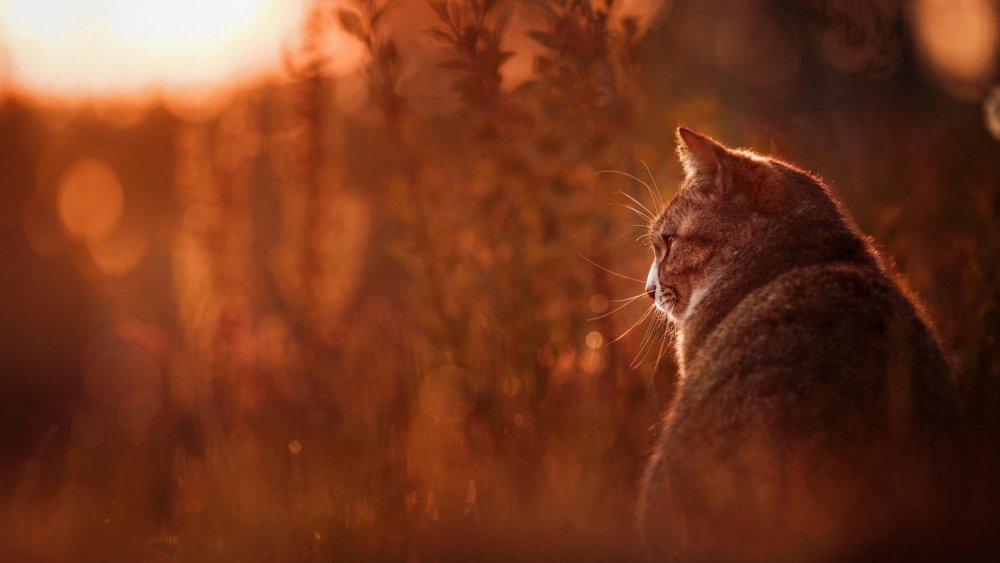 Кошка в лучах солнца