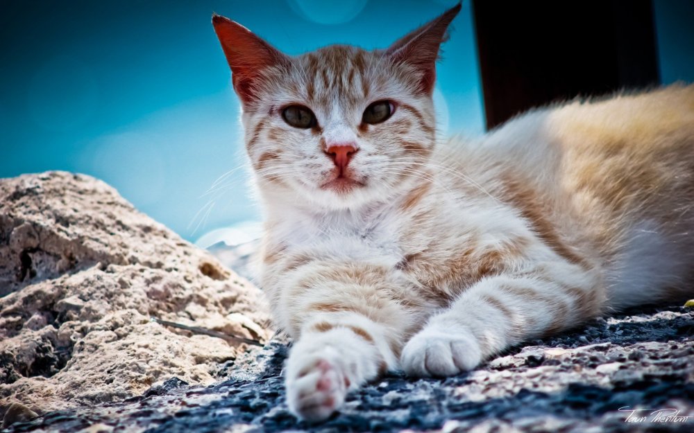 Коты на фоне города