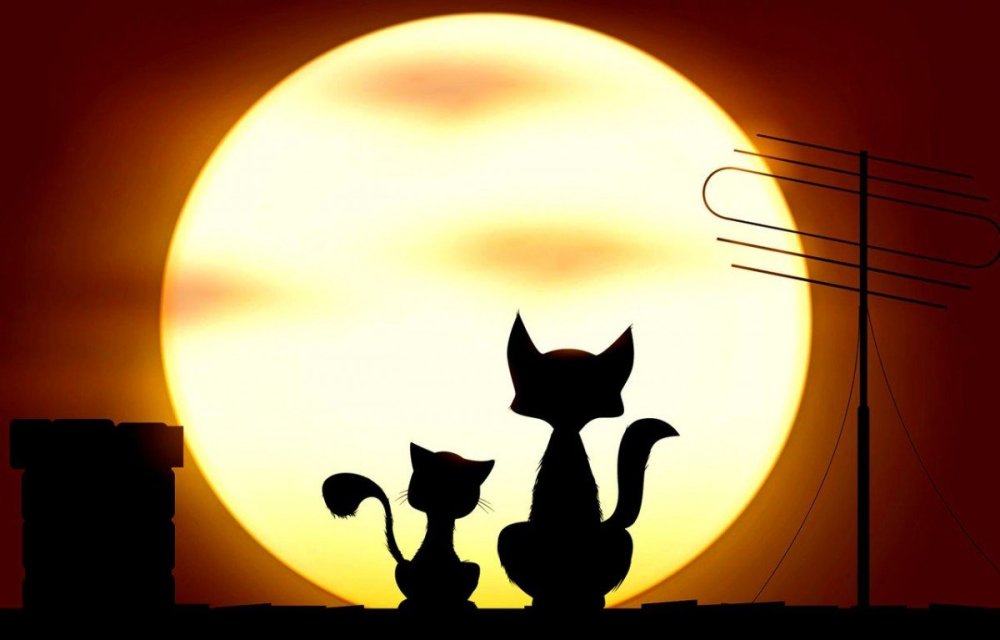 Котик с мыльными пузырями