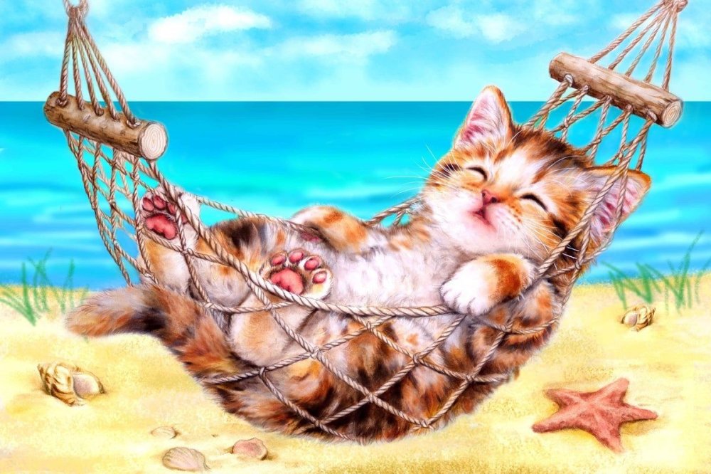 Котик в лучах солнца