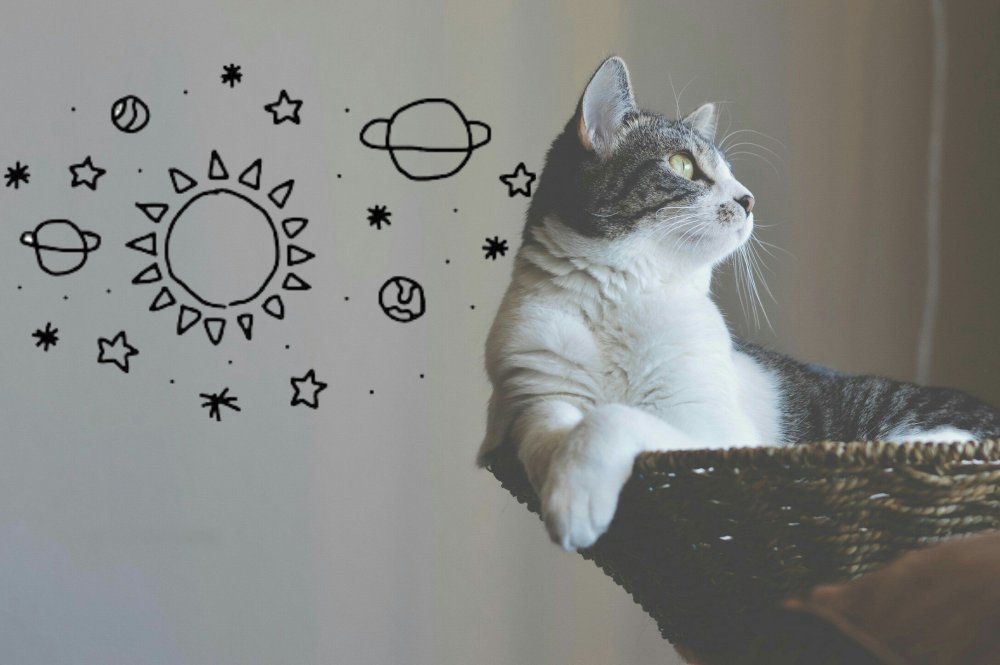 Кот на осеннем фоне