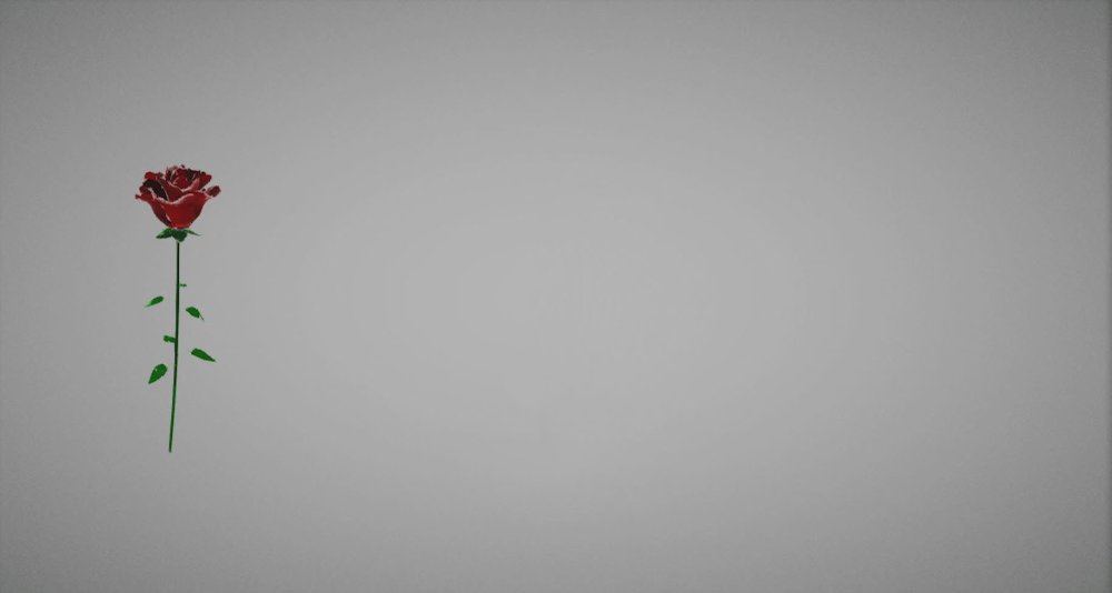 Обои цветы Минимализм