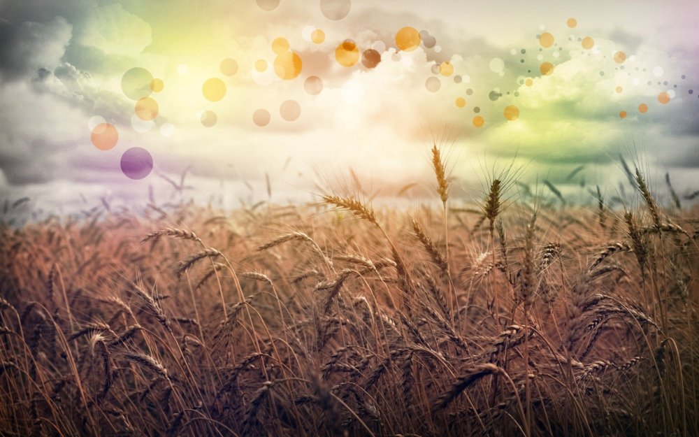 Мелкие яркие цветочки