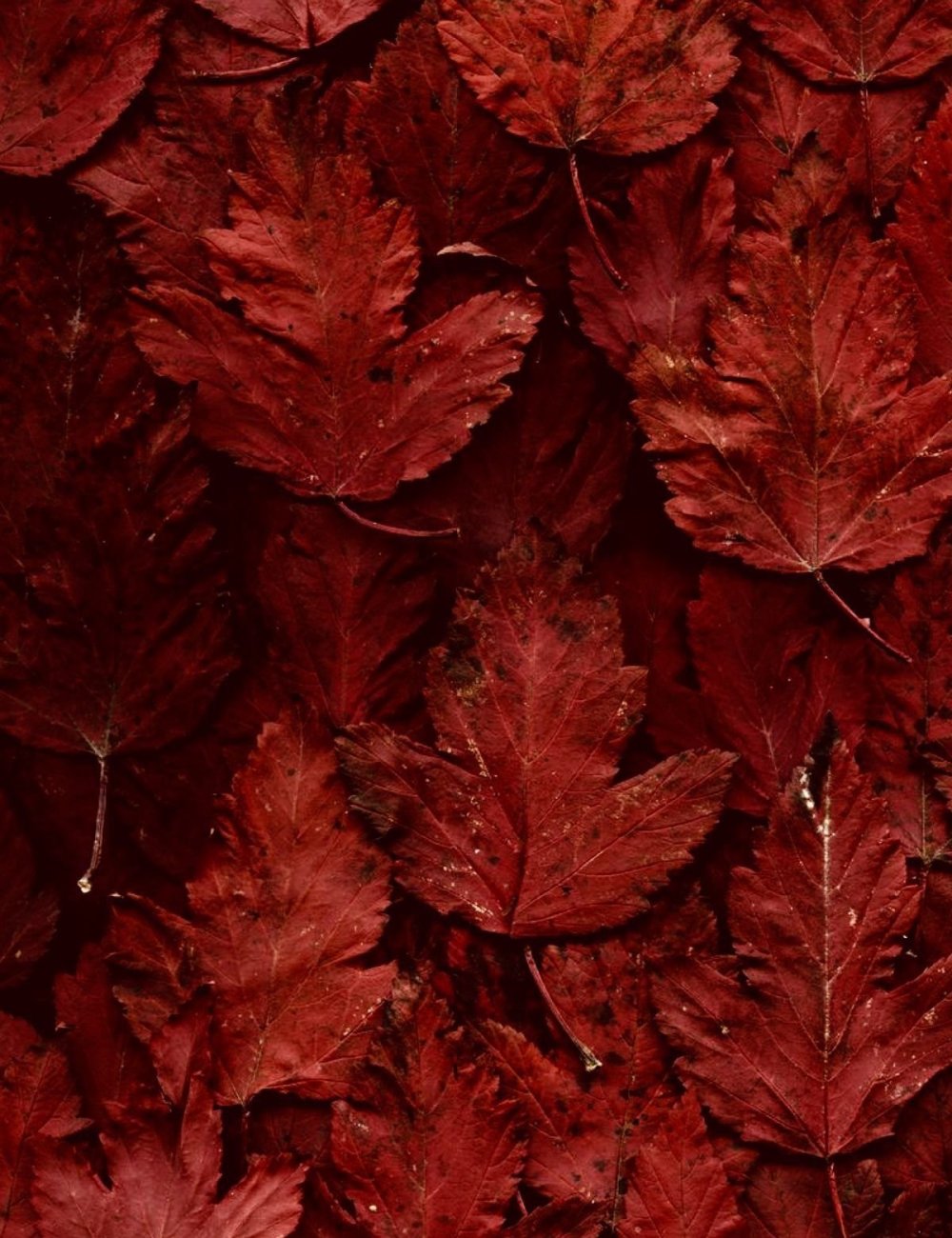 Чисто красный