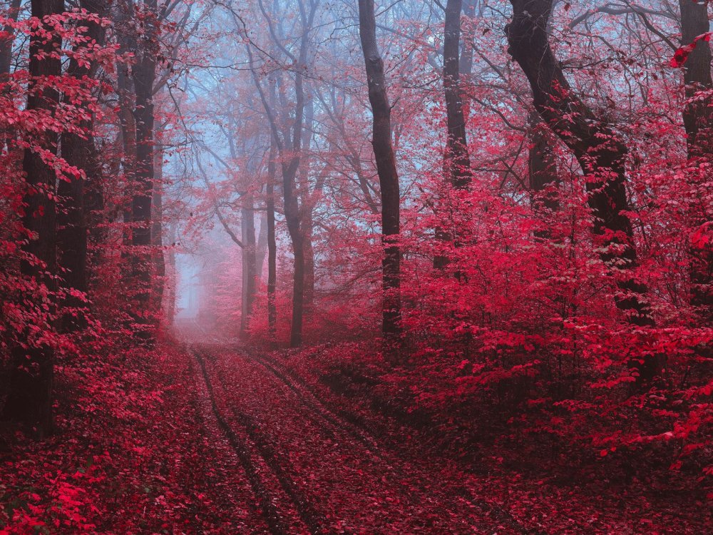 Бордовая абстракция