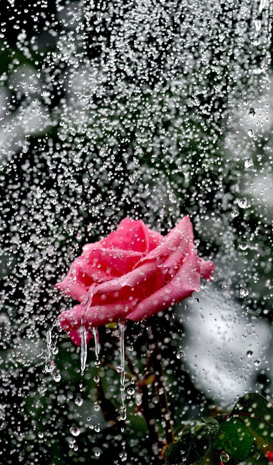 Цветы под дождем