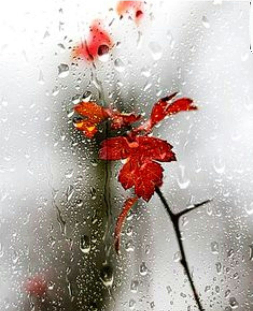 Цветы за стеклом